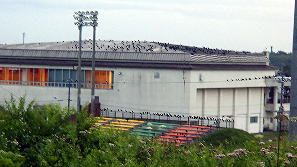 カラスが気持ち悪いほど群がっていました